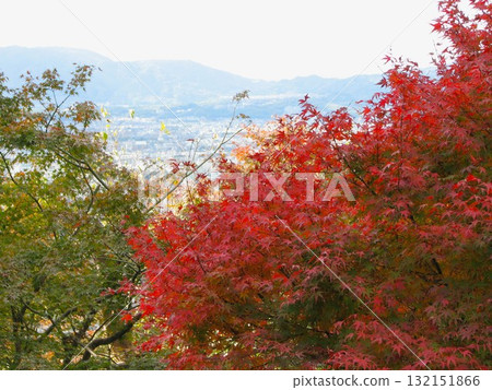 Autumn leaves 2007 01 132151866