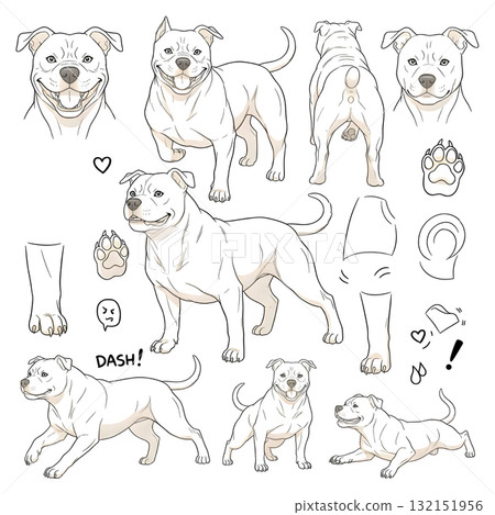Pit bull terrier dog doodle. Collection in different poses. illustration design. 132151956