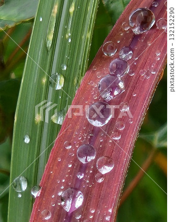 紅葉上的水滴微距照片/大自然的透明和雨後的美麗 紅葉上的水滴微距照片/大自然的透明和雨後的美麗 132152290