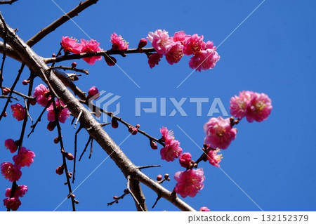 Double-flowered red plum blossoms blooming under a blue sky [Tsukui, Sagamihara City, March] 132152379