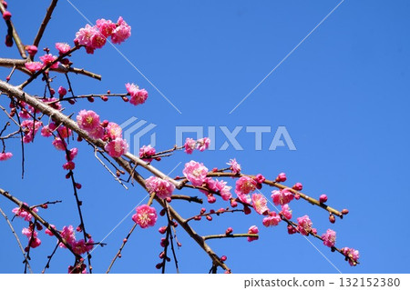 Double-flowered red plum blossoms bathed in the spring sunshine [Tsukui, Sagamihara City, March] 132152380