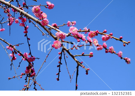 垂枝重瓣紅梅花預示春天的到來【相模原市津久井 3月】 132152381