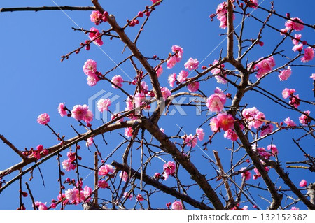 Weeping double-flowered red plum blossoms blooming against the blue sky [Tsukui, Sagamihara City, March] 132152382