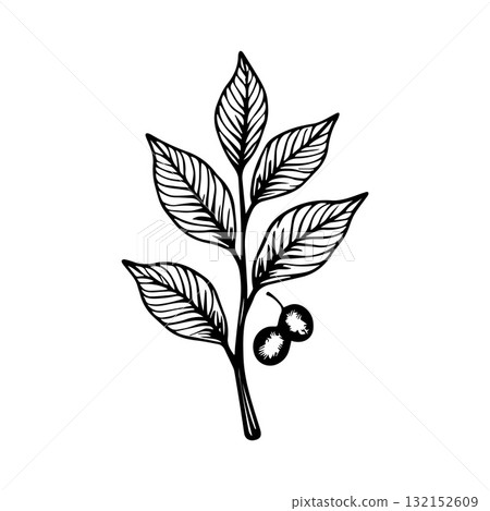 Tribal Coffee Plant Logo with Decorative Bold Patterns 132152609
