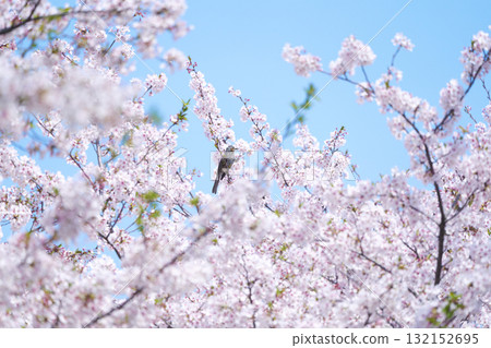 盛開的櫻花與棕耳鵯 132152695