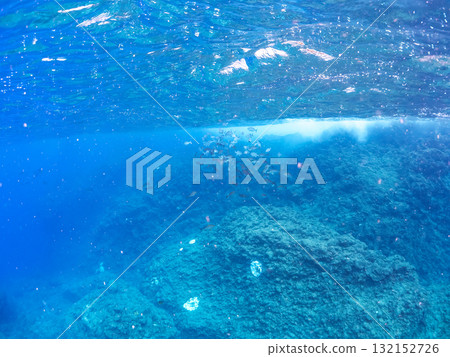 School of grunts, black porgy, and other fish. Nakagi Hirizo Beach, Minamiizu Town, Izu Peninsula, Shizuoka Prefecture - 2025 132152726