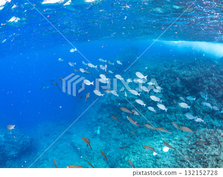 一群石首魚、黑鯛和其他魚類。靜岡縣伊豆半島南伊豆町中木飛騎海灘 - 2025 一群石首魚、黑鯛和其他魚類。靜岡縣伊豆半島南伊豆町中木飛騎海灘 - 2025 132152728