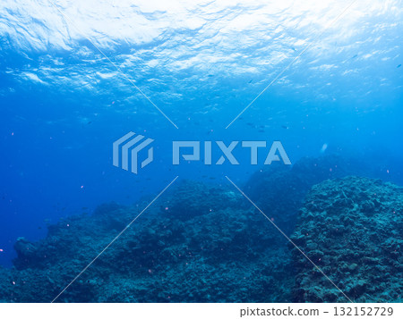 School of grunts, black porgy, and other fish. Nakagi Hirizo Beach, Minamiizu Town, Izu Peninsula, Shizuoka Prefecture - 2025 School of grunts, black porgy, and other fish. Nakagi Hirizo Beach, Minamiizu Town, Izu Peninsula, Shizuoka Prefecture - 2025 132152729