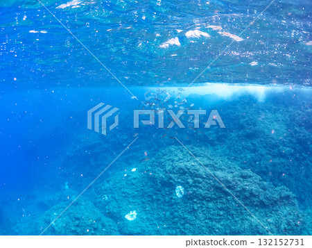 一群石首魚、黑鯛和其他魚類。靜岡縣伊豆半島南伊豆町中木飛騎海灘 - 2025 132152731