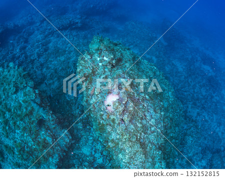 一群白化的海葵、一群小丑魚、一群三斑雀鯛（yg）等等。南伊豆町中木埼三海水浴場 132152815