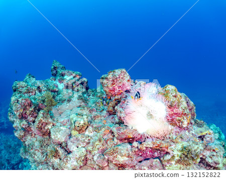 一群白化的海葵、一群小丑魚、一群三斑雀鯛(yg)等等。南伊豆町中木埼三海水浴場 一群白化的海葵、一群小丑魚、一群三斑雀鯛(yg)等等。南伊豆町中木埼三海水浴場 132152822