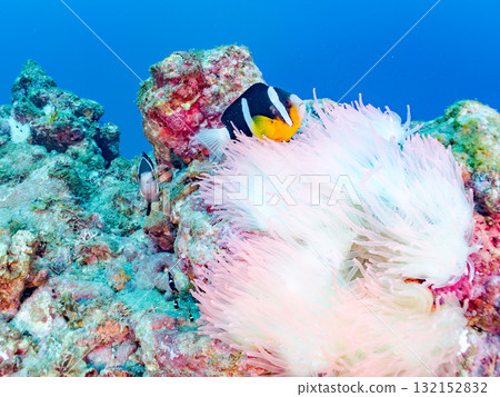 A colony of bleached sea anemones, a family of clownfish, a school of three-spot damselfish (yg), and more. Nakagi Hirizo Beach, Minamiizu Town 132152832