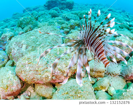 Lionfish and others. Nakagi Hirizo Beach, Minamiizu Town, Izu Peninsula, Shizuoka Prefecture - 2025 132152876