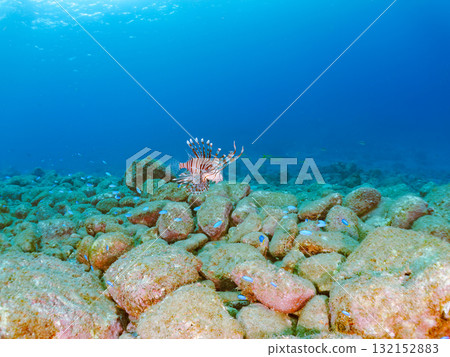 獅子魚等。靜岡縣伊豆半島南伊豆町中木寬藏海灘 - 2025 132152883