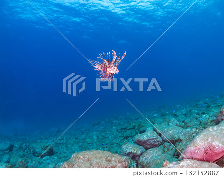 獅子魚等。靜岡縣伊豆半島南伊豆町中木寬藏海灘 - 2025 132152887