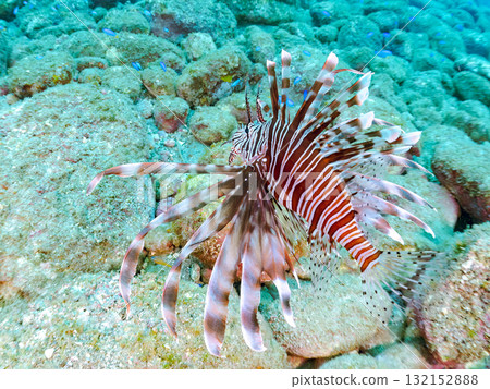 Lionfish and others. Nakagi Hirizo Beach, Minamiizu Town, Izu Peninsula, Shizuoka Prefecture - 2025 132152888