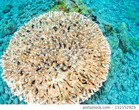 白化的珊瑚和成群的幼年藍綠色鶇魚、雙條紋琉球雀鯛和其他魚類。伊豆南伊豆町 廣座浜 中木 132152928