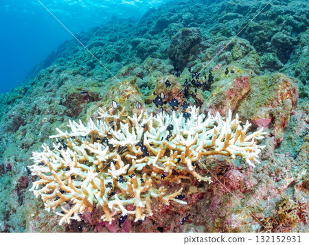 Bleached coral and a school of juveniles of the Japanese giant blenny and the two-striped Pacific damselfish. Hirizohama, Nakagi, Minamiizu Town, Izu Bleached coral and a school of juveniles of the Japanese giant blenny and the two-striped Pacific damselfish. Hirizohama, Nakagi, Minamiizu Town, Izu 132152931