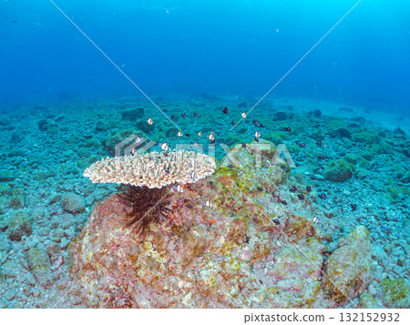 白化的珊瑚和成群的幼年藍綠色鶇魚、雙條紋琉球雀鯛和其他魚類。伊豆南伊豆町 廣座浜 中木 132152932