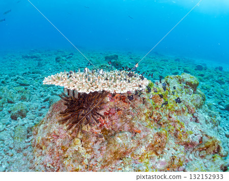 白化的珊瑚和成群的幼年藍綠色鶇魚、雙條紋琉球雀鯛和其他魚類。伊豆南伊豆町 廣座浜 中木 132152933