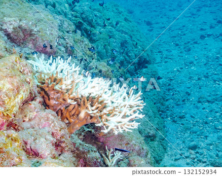 白化的珊瑚和成群的幼年藍綠色鶇魚、雙條紋琉球雀鯛和其他魚類。伊豆南伊豆町 廣座浜 中木 132152934