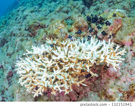 白化的珊瑚和成群的幼年藍綠色鶇魚、雙條紋琉球雀鯛和其他魚類。伊豆南伊豆町 廣座浜 中木 132152941