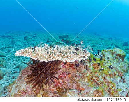 白化的珊瑚和成群的幼年藍綠色鶇魚、雙條紋琉球雀鯛和其他魚類。伊豆南伊豆町 廣座浜 中木 132152943