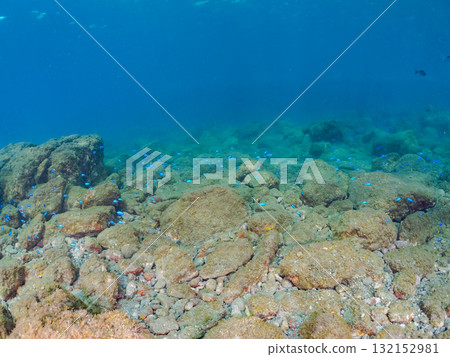 一群藍雀鯛和其他魚類。靜岡縣伊豆半島南伊豆町中木飛騎海灘 - 2025 132152981