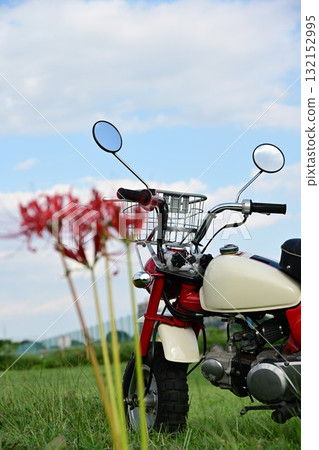 Cute moped monkey 132152995