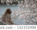 日本獼猴賞櫻花 132152998