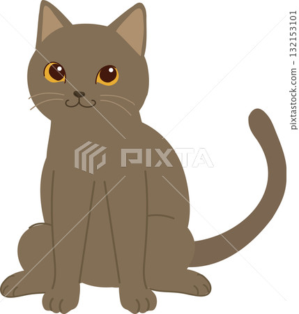 charming gray cat. a calm domestic pet sitting. pet sitting pose charming gray cat. a calm domestic pet sitting. pet sitting pose 132153101