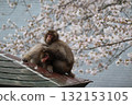 櫻花和梳理毛髮的猴子 132153105