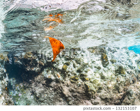 A juvenile South American batfish photographed halfway above the water. Nakagi Hirizo Beach, Minamiizu Town, Izu Peninsula, Shizuoka Prefecture - 2025 132153107
