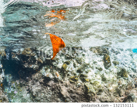 A juvenile South American batfish photographed halfway above the water. Nakagi Hirizo Beach, Minamiizu Town, Izu Peninsula, Shizuoka Prefecture - 2025 A juvenile South American batfish photographed halfway above the water. Nakagi Hirizo Beach, Minamiizu Town, Izu Peninsula, Shizuoka Prefecture - 2025 132153111