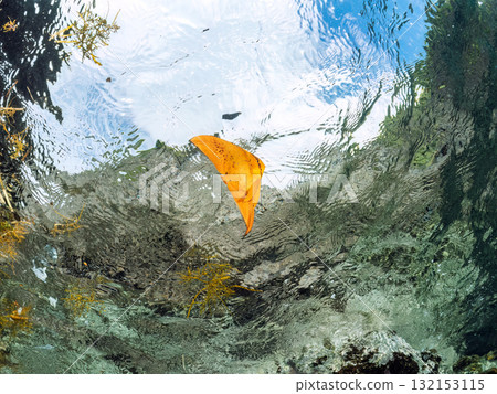 一隻南美洲蝙蝠魚幼魚在水面半空中拍攝。靜岡縣伊豆半島南伊豆町中木飛魚海灘 - 2025 132153115