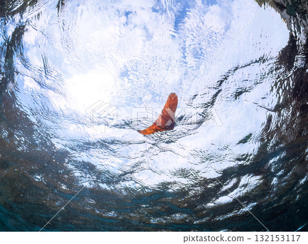 一隻南美洲蝙蝠魚幼魚在水面半空中拍攝。靜岡縣伊豆半島南伊豆町中木飛魚海灘 - 2025 132153117