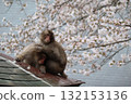 日本獼猴賞櫻花 132153136