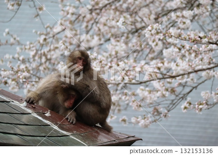 日本獼猴賞櫻花 日本獼猴賞櫻花 132153136