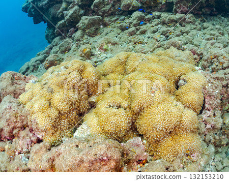 Japanese fringe coral colonies and others. Nakagi Hirizo Beach, Minamiizu Town, Izu Peninsula, Shizuoka Prefecture - 2025 Japanese fringe coral colonies and others. Nakagi Hirizo Beach, Minamiizu Town, Izu Peninsula, Shizuoka Prefecture - 2025 132153210