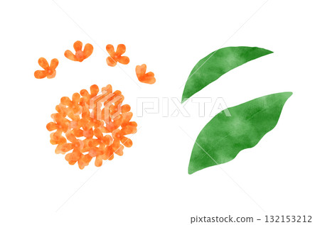 桂花 桂花 132153212