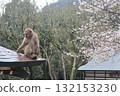 春天的日本獼猴 132153230