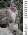行為良好的日本獼猴 132153231