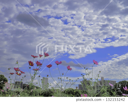Cosmos cosmos shining in the autumn sky 132153242