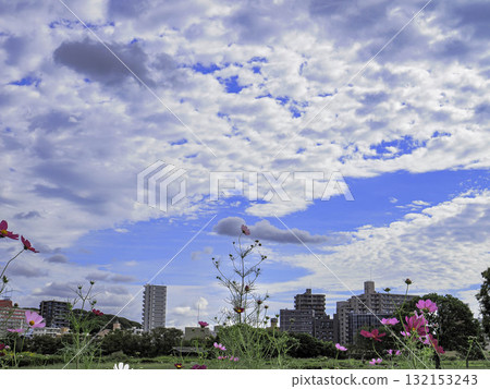 Refreshing blue sky and cosmos 132153243