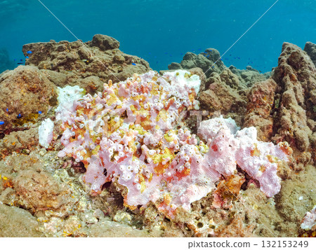 白化的珊瑚和一群幼年幽靈蝴蝶魚、藍雀鯛和其他魚類。伊豆半島南伊豆町中木飛騎海灘 132153249