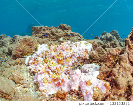 Bleached coral and a school of juvenile ghost butterflyfish, blue damselfish, and other fish. Nakagi Hirizo Beach, Minamiizu Town, Izu Peninsula 132153251