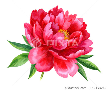 紅牡丹水彩插圖 紅牡丹水彩插圖 132153262