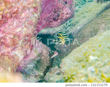 Juvenile black-finned sweetlips and others. Nakagi Hirizo Beach, Minamiizu Town, Izu Peninsula, Shizuoka Prefecture - 2025 Juvenile black-finned sweetlips and others. Nakagi Hirizo Beach, Minamiizu Town, Izu Peninsula, Shizuoka Prefecture - 2025 132153279