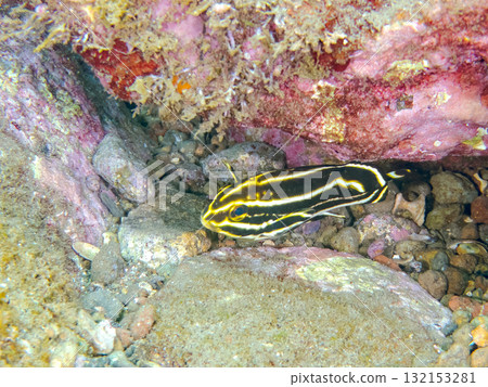 Juvenile black-finned sweetlips and others. Nakagi Hirizo Beach, Minamiizu Town, Izu Peninsula, Shizuoka Prefecture - 2025 Juvenile black-finned sweetlips and others. Nakagi Hirizo Beach, Minamiizu Town, Izu Peninsula, Shizuoka Prefecture - 2025 132153281