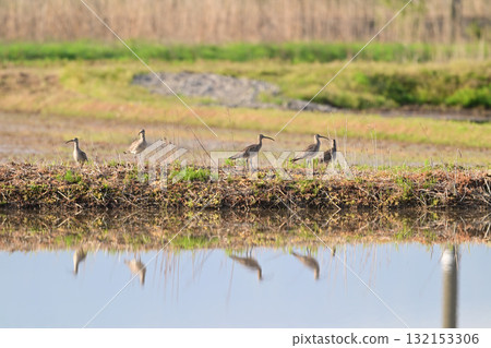 Cuttlefish Cuttlefish 132153306
